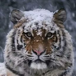 �����, ������, 40 ���