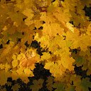 �������� �����