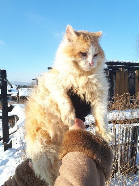 В Челябинской области ищут добрые руки для кота-хатико, который полтора года живет на пепелище и ...