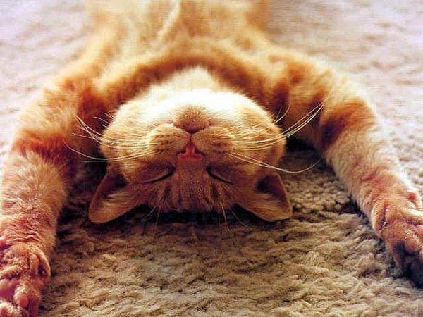 Коты всегда чудесно выглядят, потому что. Много спят. Много жрут. Не ходят на работу.