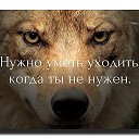  White Wolf,  -  7  2018   