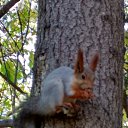 ���� �����, ����, 41 ��� - ��������� 5 ������� 2019