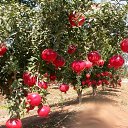 ���� ���������, ������������, 52 ���� - ��������� 1 ����� 2019 � ������ ���� ����������