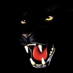 ��������, ������, 65 ���