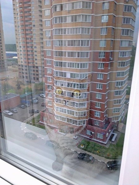 Работаю промышленным альпинистом. Коты всегда рады моему появлению. - 2