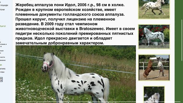 Когда-то давным давно я, рассматривая альбом с лошадьми увидела фото с фермы пони аппалуза. Они ...
