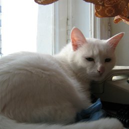  Wolk, , 62  -  9  2019