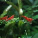 Neocaridina heteropoda &quot;Red Sakura&quot;   