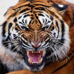 ���� ������, �����, 63 ���� - ��������� 30 ������� 2018