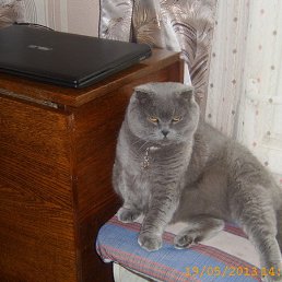 �����, ��������, 61 ���