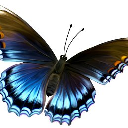 Nikolas, ������, 41 ���