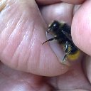  Velvad,  -  12  2018   VELVAD. BUMBLE-BEE HAVE DINNER