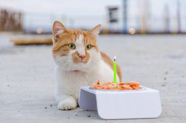 Кот Мостик. Самый знаменитый кот страны! Главный талисман Крымского моста. Кот Мостик, известный ... - 20