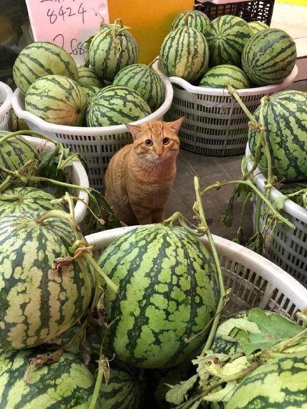 ! ,  !  ,    ! , !
