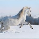  Angelica, , 50  -  21  2019    )))