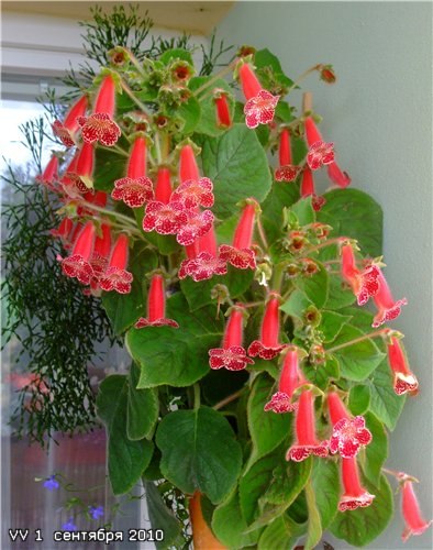 . (. isoloma (kohleria)) -     . ...