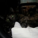 ���� ������, ���������, 54 ���� - ��������� 30 �������� 2018 � ������ �PetLove�