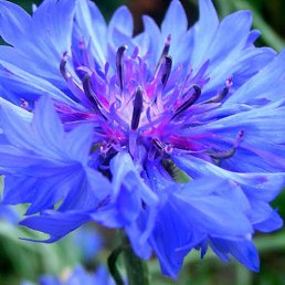 �������, ������, 40 ���