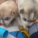 ���� �������, �������-���������, 43 ���� - ��������� 10 ������� 2018 � ������ ���� ����������