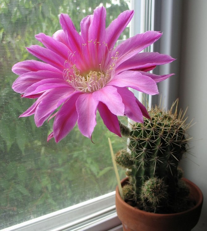 . (Echinopsis)     ,    ...