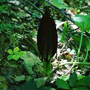 ���� ����, ��������, 37 ��� - ��������� 17 ����� 2019 � ������ ������ ��������