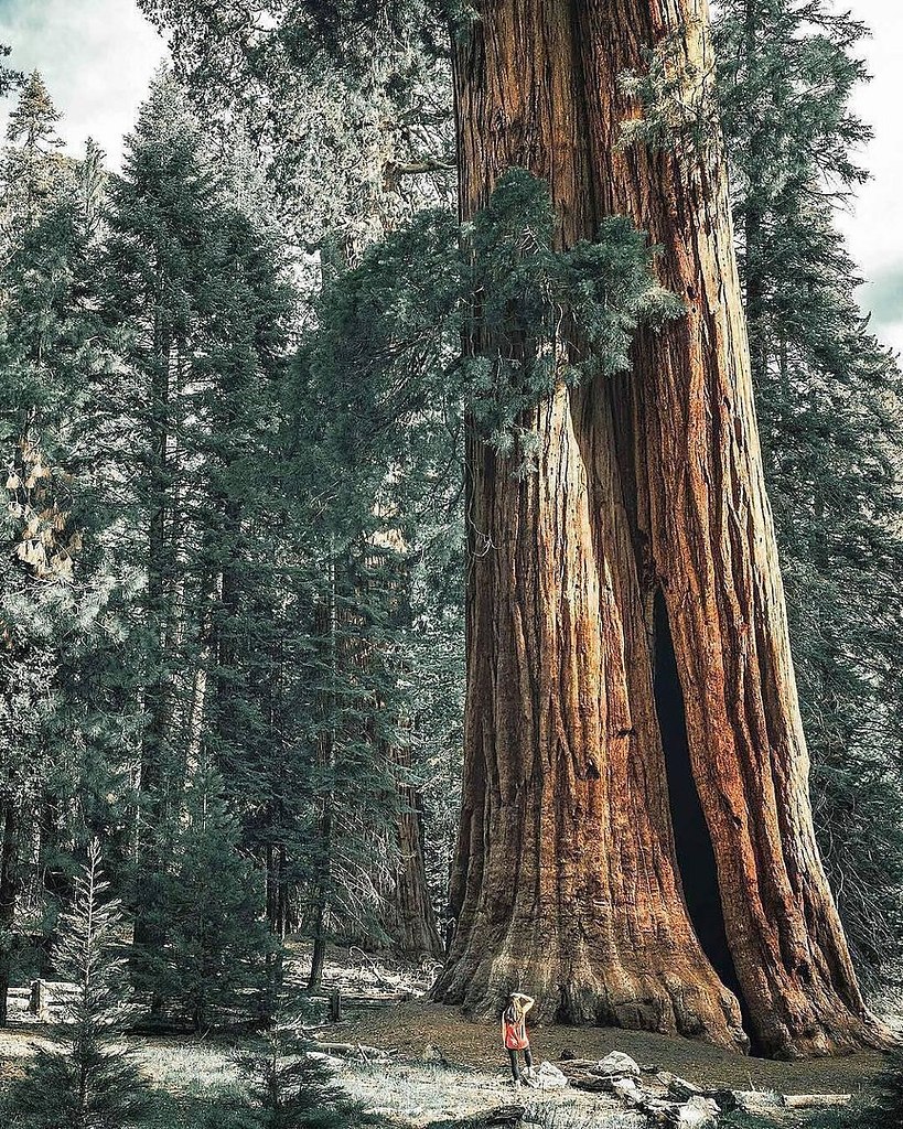 Sequioia National Park, California.