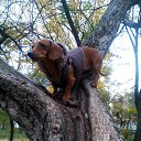  Elena, , 71  -  28  2018    