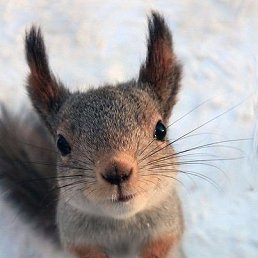 ��������, ������