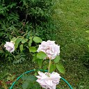 ���� ���������, ������� �������� - ��������� 25 ���� 2018 � ������ ���� ����������