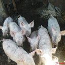 ���� ������, ���������-�������������, 59 ��� - ��������� 31 ������� 2018 � ������ ���� ����������