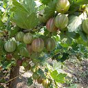 ���� ����, �����������, 54 ���� - ��������� 8 ������� 2018 � ������ ���� ���