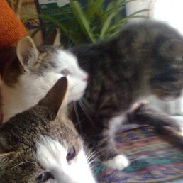 ��������, ������� ��������, 41 ���