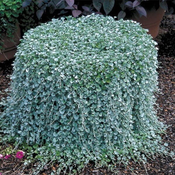 . /Dichondra/    -    , ...