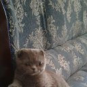  Elena, , 50  -  12  2018    