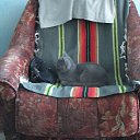 ������ �������� ��� ������� �� ������� ������ ��������