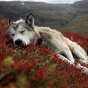 ���� ��� ���������, ������, 41 ��� - ��������� 7 ������� 2018