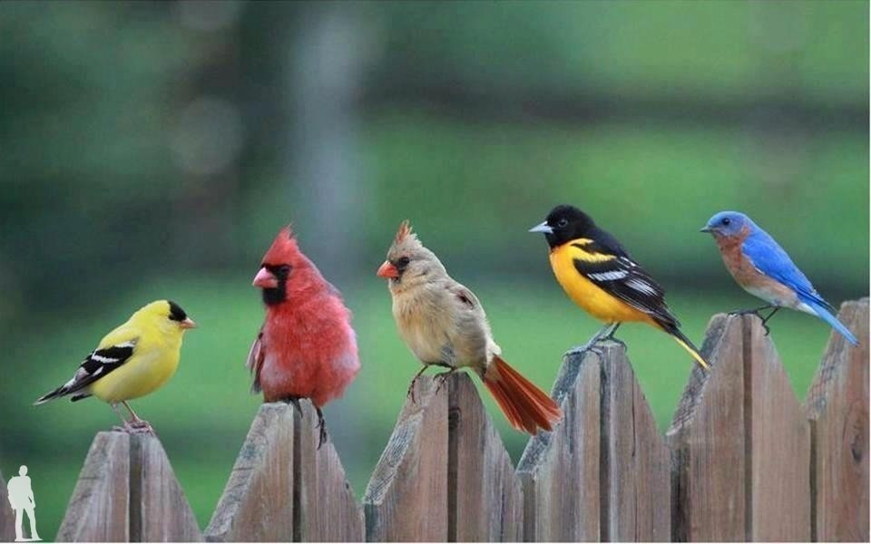 Angry Birds