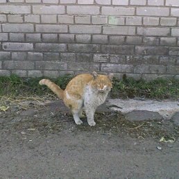 ���� ������, �����-���������, 39 ��� - ��������� 5 ������ 2018