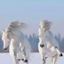 ���� Seagull, ������, 54 ���� - ��������� 16 ������� 2018