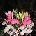 ���� �������, ������, 63 ���� - ��������� 24 ������ 2018 � ������ ���� ����������