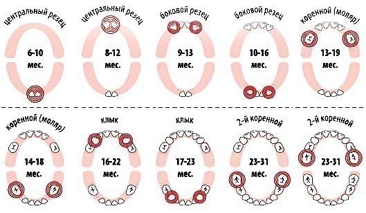 Последовательность Зубов У Детей Фото