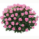 ���� ���������, ������, 52 ���� - ��������� 16 ������� 2018 � ������ ���� ����������