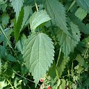 ���� �������, �����, 52 ���� - ��������� 15 ������� 2018 � ������ ���� ����������