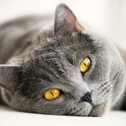 ������, 59 ���, ��������