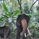 ���� Aru, �������� - ��������� 16 ������� 2018 � ������ �GURUVAYUR, KERALA, INDIA�