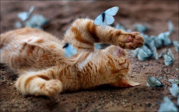 o  o. Cat and Butterfly. - 2