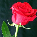 ���� Amina, ������ - ��������� 17 �������� 2018 � ������ ������ ��������