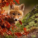 ���� �������, ������� �������� - ��������� 8 �������� 2018 � ������ �������