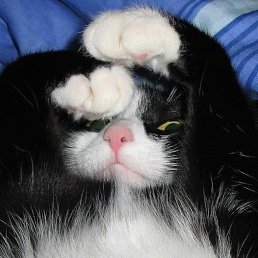 ���������, ������, 39 ���