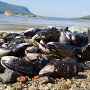 ���� ������, �����-��������� - ��������� 1 ������� 2018 � ������ ���� ����������